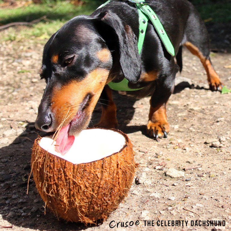 crusoe-loves-coconut-768x768