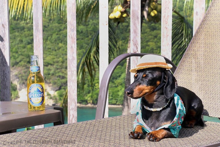 life-is-ruff-in-st-lucia-768x512