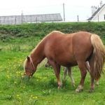 vacances avec chevaux