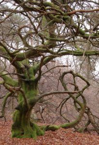 Faux de Verzy en Champagne-Ardenne