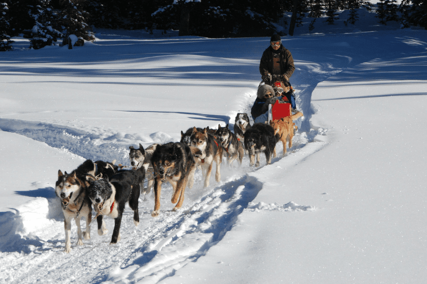 Winteraktivitäten, Bergen - Mit Schlittenhunden auf Tour gehen