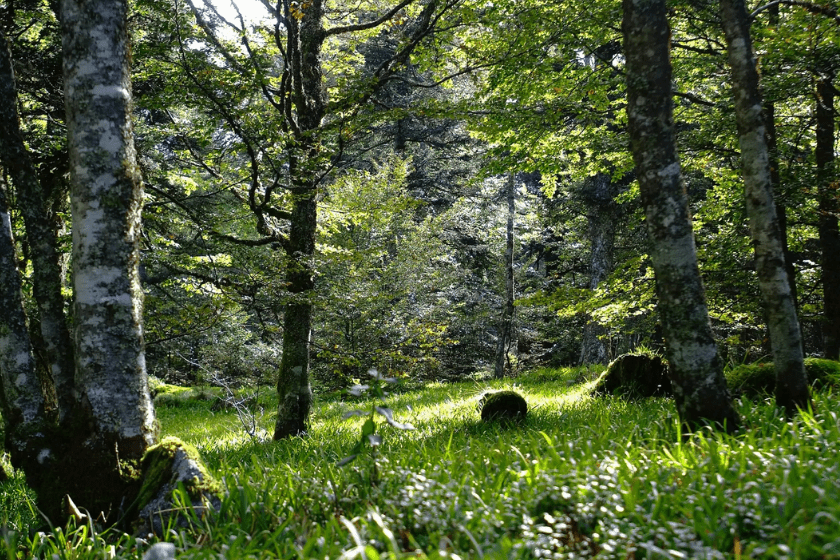 Randonnées Vosges sentier de la Forêt enchantée