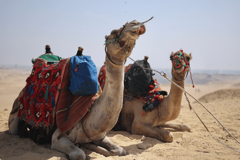 Voyage en Égypte pas cher 10 conseils opter pour des excursions en groupe