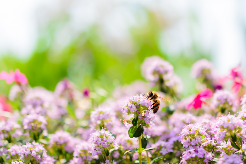 a bee is sitting on top of some purple flowers