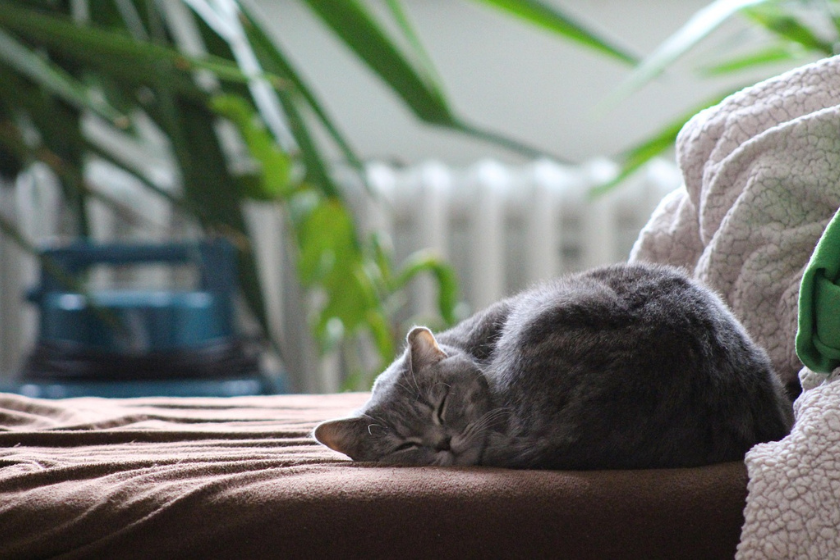 Échange de maisons : que peut-on prêter ou échanger en plus du logement ?