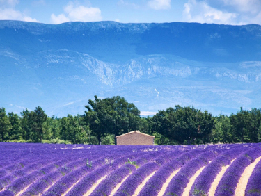 Echange de maison Plateau de valensole vacances en amoureux