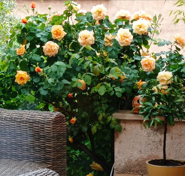 Villa Rose à L'escale Alpes de Haute-Provence.
