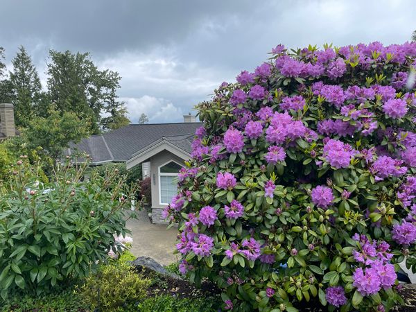 La maison de Rain