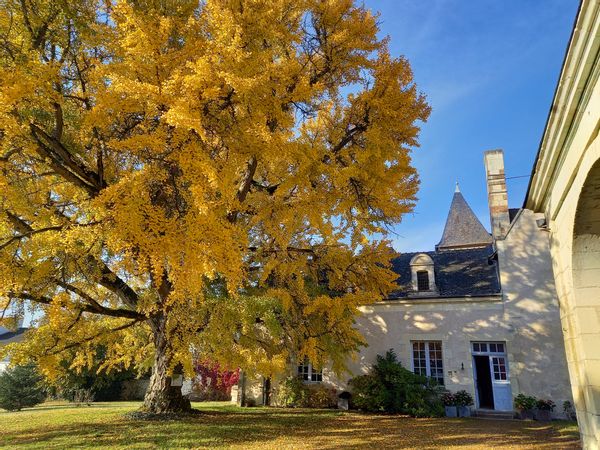 A Renaissance manor house with swimming pool in the middle of the châteaux of the Loire ....