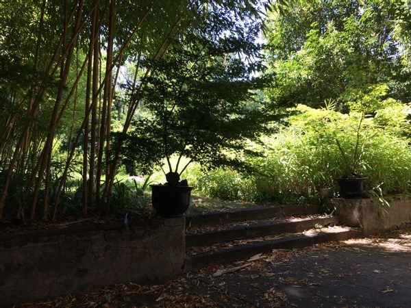 La maison de STEPHANE : maison XVIII avec jardin de bambous, au cœur des Cévennes.