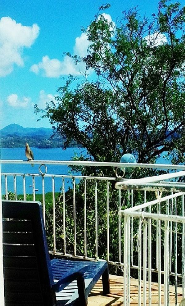 Au calme dans un environnement tropical