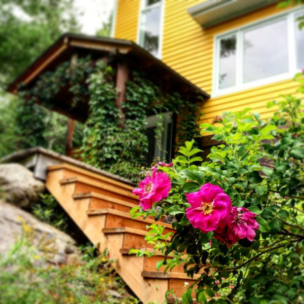 Le chalet jaune