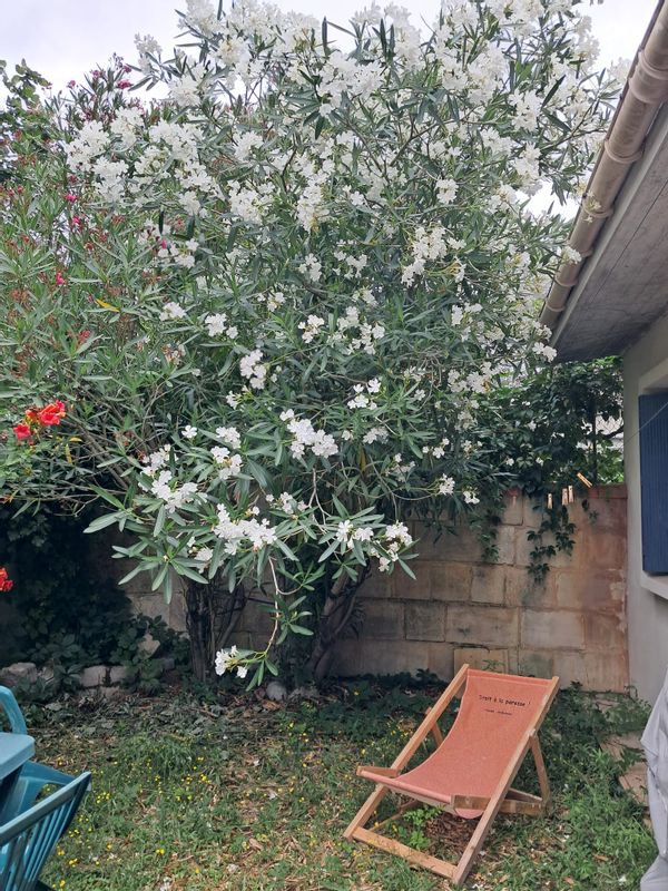 Chambre sur jardin lit double au coeur de Bordeaux, dans une belle maison de pierre avec jardin