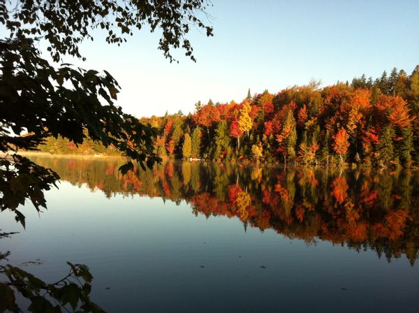 Chaleureuse maison aux abords d'un lac et entourée d'arbres et d'oiseaux!