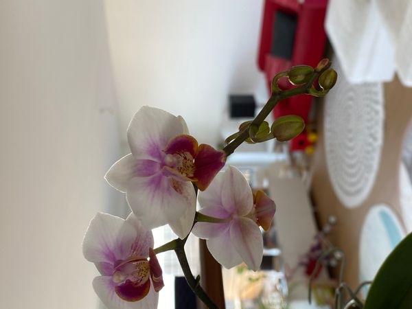 Grand appartement en attique à Genève