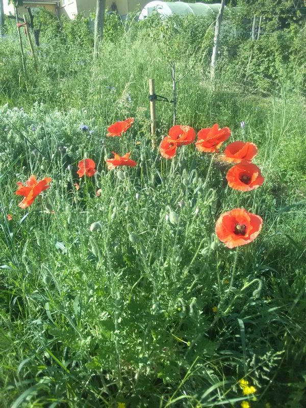 Vignoble