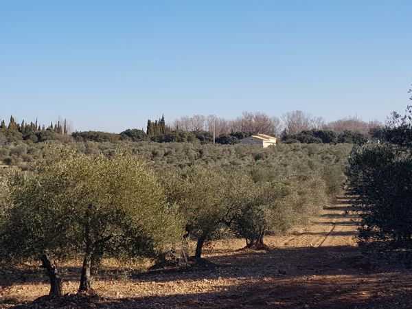 Mas au milieu des oliviers dans les Alpilles, Provence
