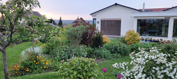 La maison aux fleurs et cactus, avec le chat Puffie