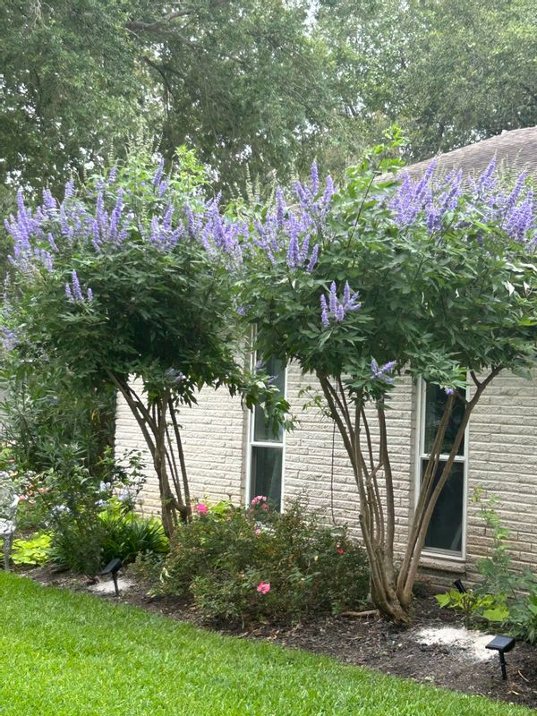 La maison de Margaret