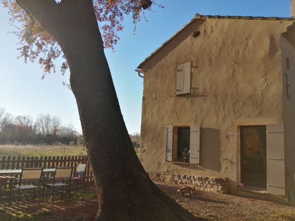 Le mazet dans l'oliveraie