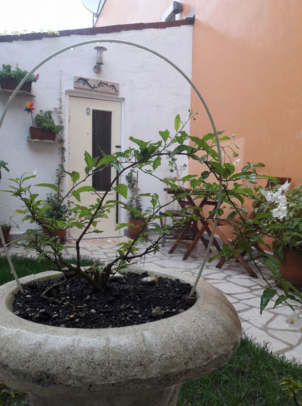 La maison de Jani