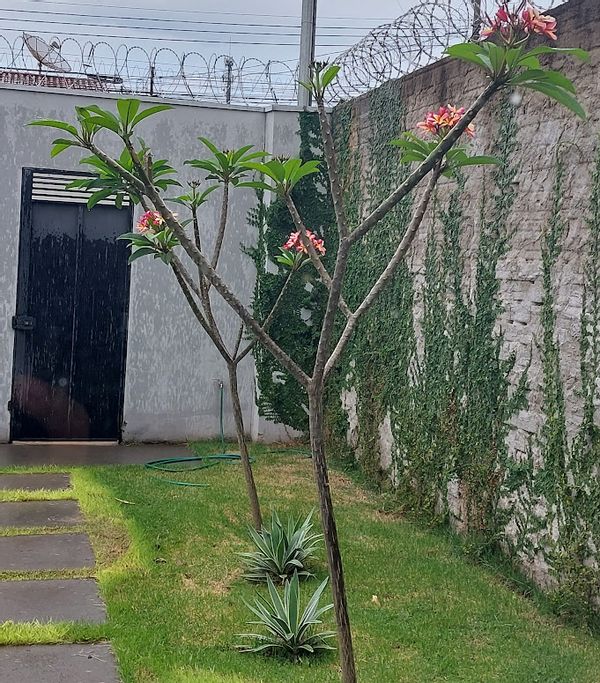 La maison de ELAINE CRISTINA DA SILVA