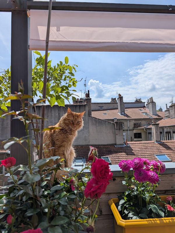 Grand appartement en hyper-centre (et avec un chat !)
