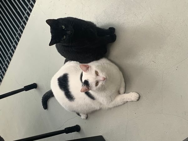 La maison de Anita's place with 2 cats