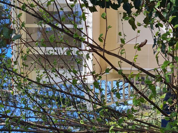 Petit studio dans les arbres