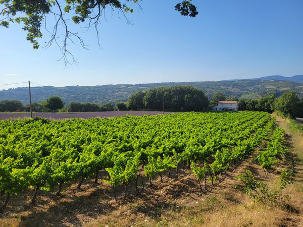 Vineyard House