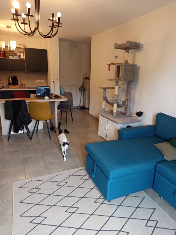 Chez le chat