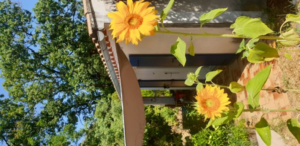 La maison nature de Manu et Caro
