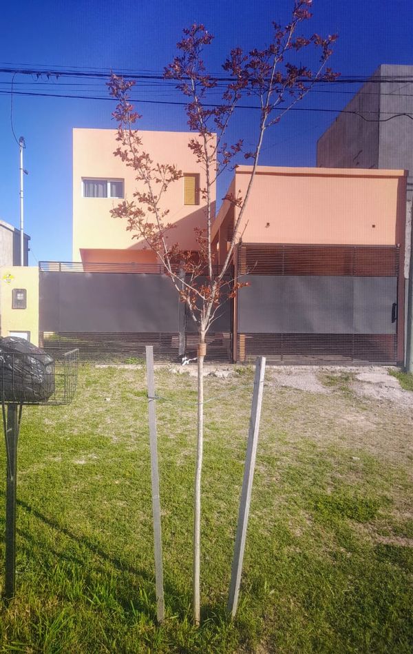 La maison de Luis