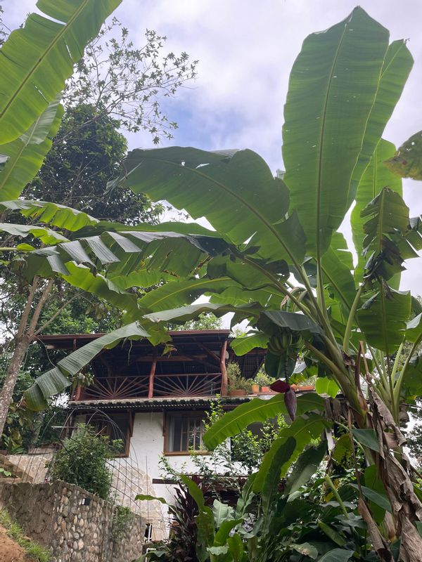 Chambre privée dans une maison tropicale très confortable entre jungle, cascade et mer des Caraïbes.
