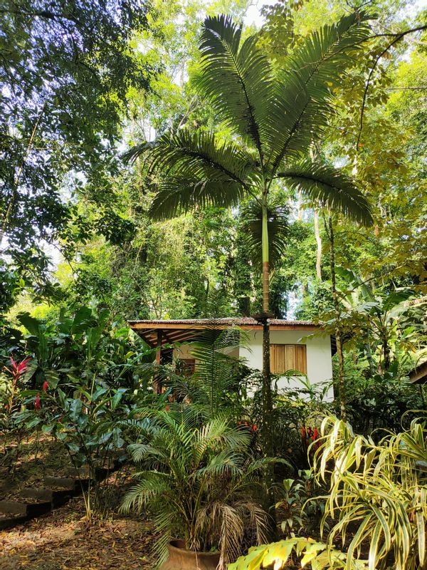 Le bungalow de Véronique au cœur de la forêt tropicale !