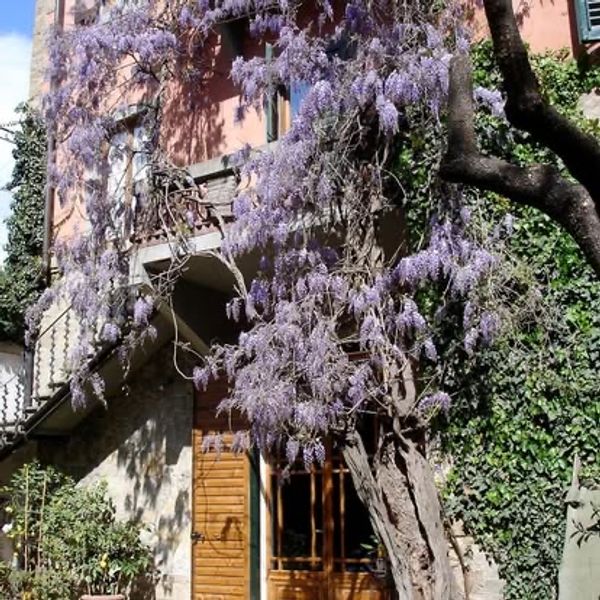 La maison de Costanza