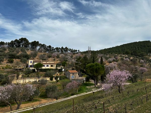 Maison provençale au coeur des collines, sur une oliveraie de 4 hectares, cloturée