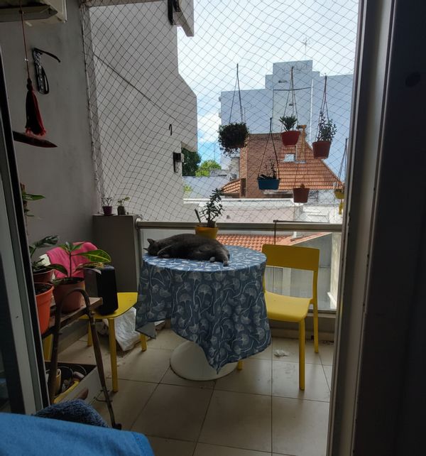 ¡Depto cálido con gata co-anfitriona en las afuera de CABA!