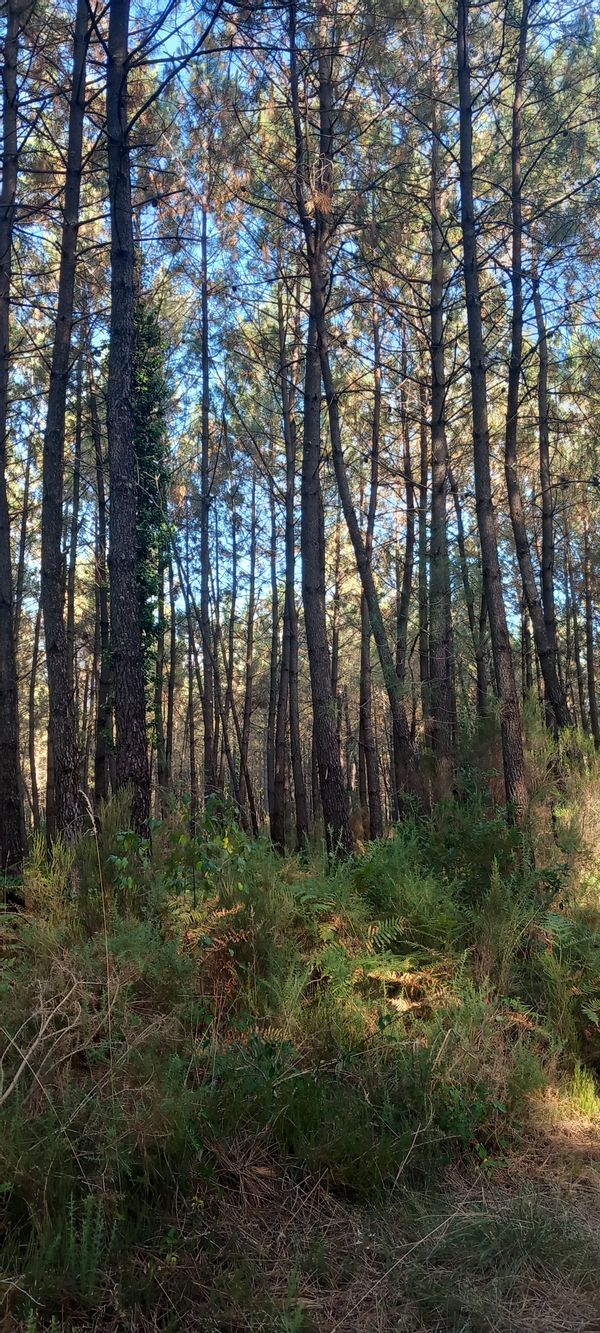 Maison calme en face de la forêt