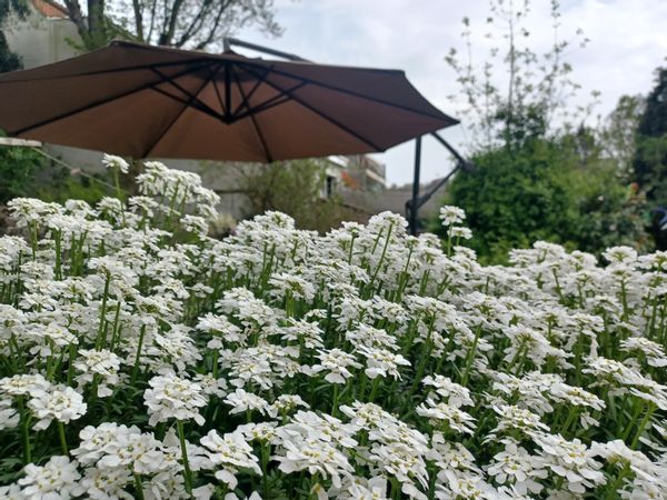 notre maison bucolique en ville, à 20 minutes du centre