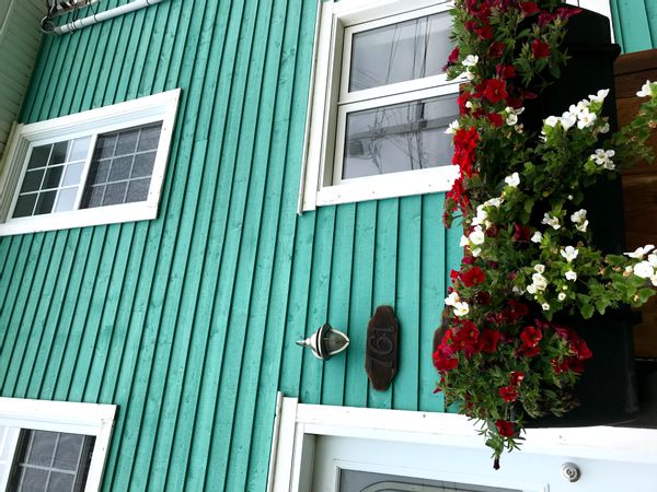 Griffon sur mer, entre mer et forêt en Gaspésie