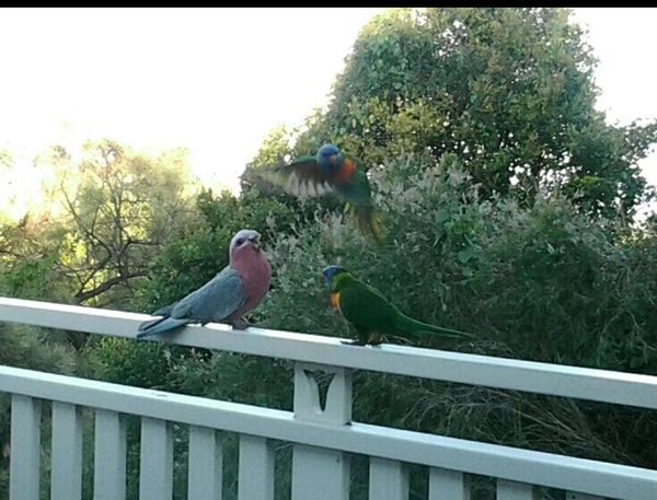 appartement à Ballina, Australia