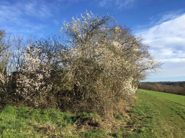 Ferme rénové au milieu des bois