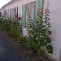 Maison Ile de ré 300 mètres de la plage