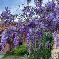La maison de Tiphanie