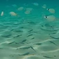 CORSE les pieds dans l'eau...