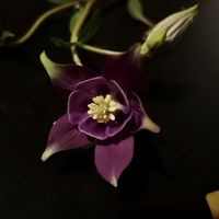 La maison de Jessica