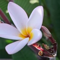 Villa la Plumeria de Muriel et Eric