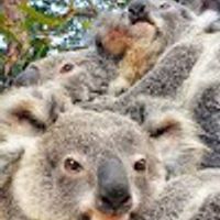 La maison des Koalas