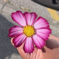 La ruche de Chloé